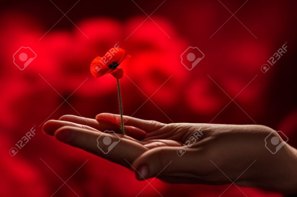 stretched hand holding flower of poppy against a dark background