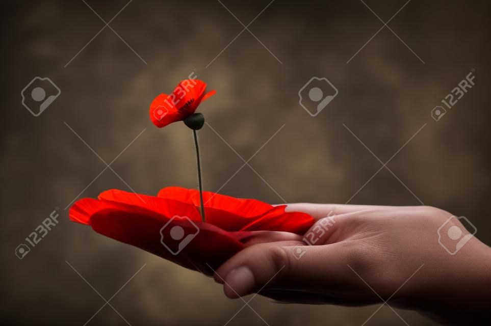 uitgerekt hand houden bloem van papaver tegen een donkere achtergrond