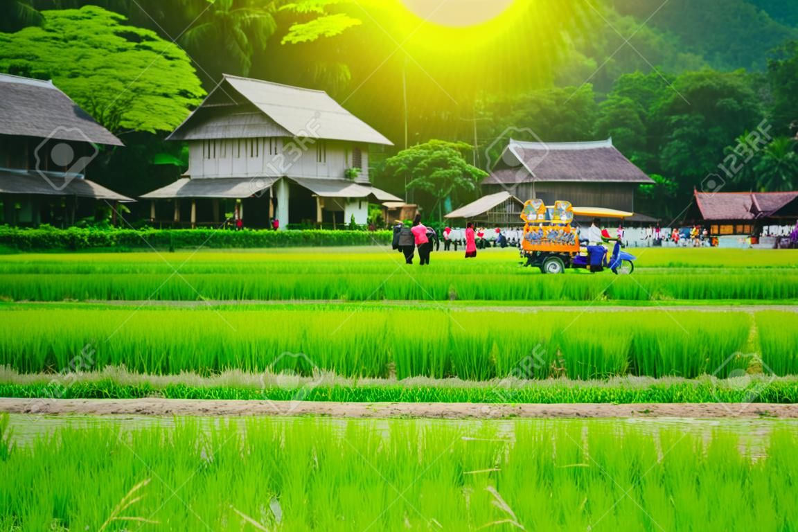 An Image of Rice field and selective focus with blurry thai house background.