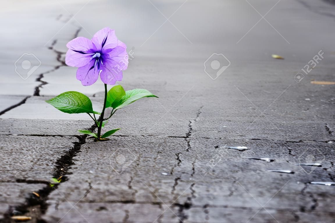 亀裂の通りに成長紫色の花、ソフトフォーカス、空白のテキスト