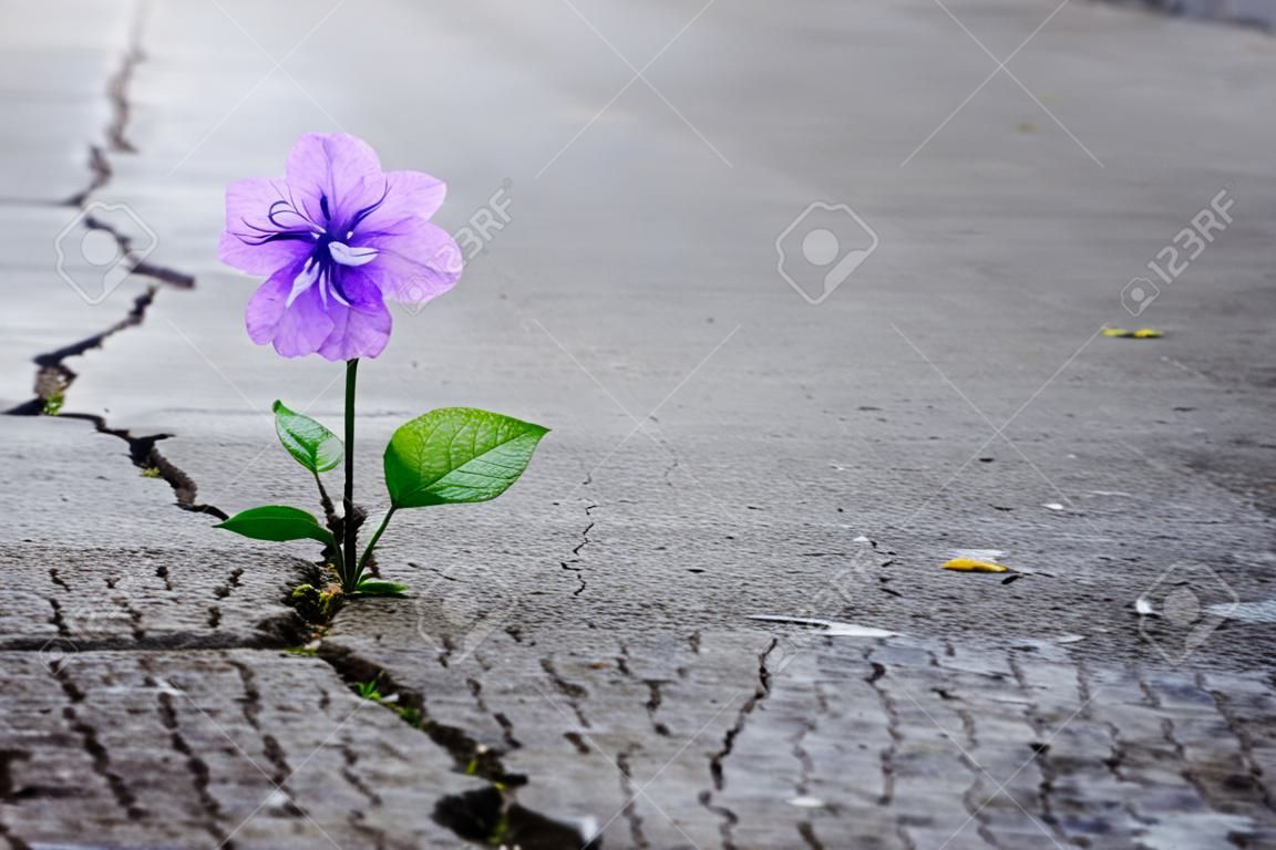 Flor púrpura que crece en la calle de la grieta, foco suave, texto en blanco