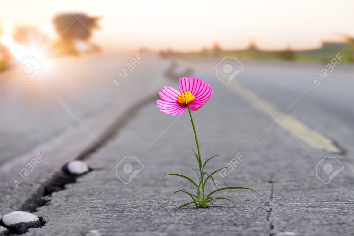 gros plan, fleur violette poussant sur fond de rue crack.