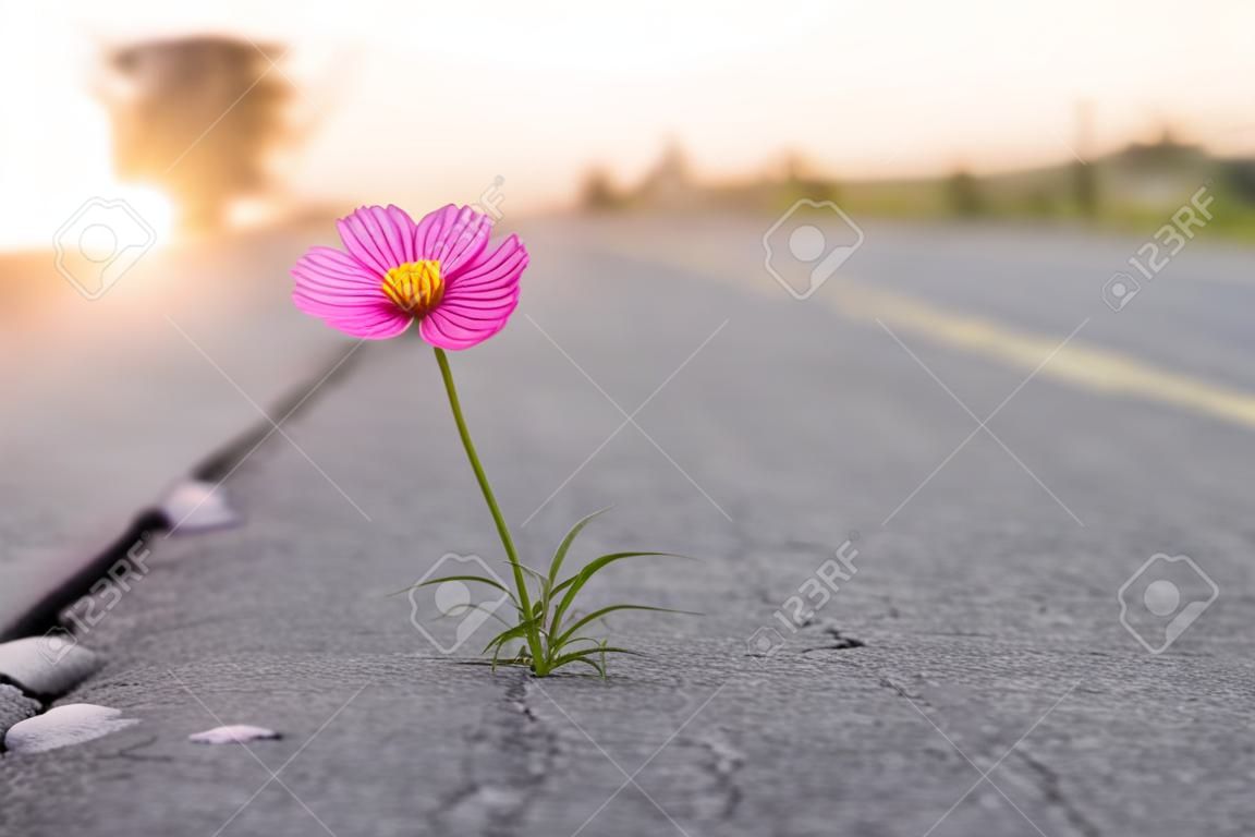 close-up, paarse bloem groeien op crack straat achtergrond.