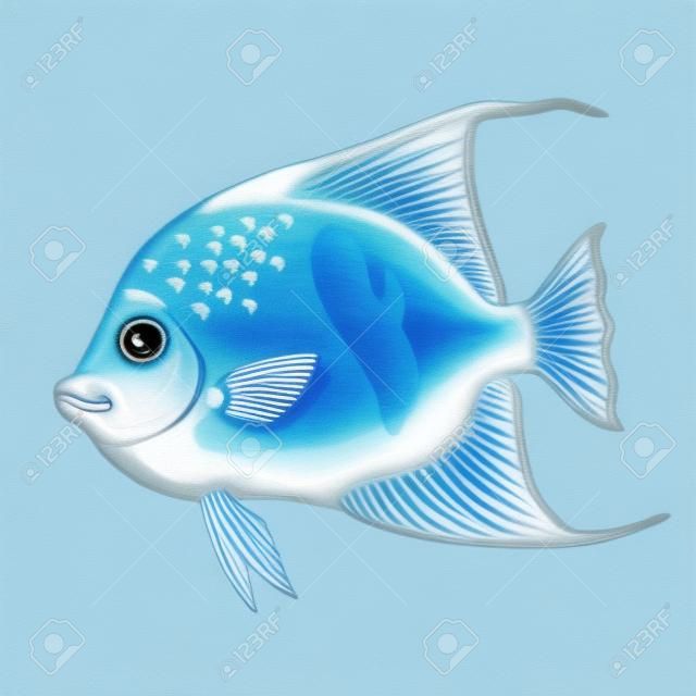 Синяя рыба арабский ангел на белом