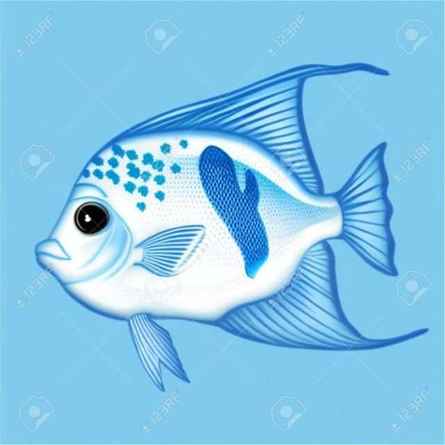 Синяя рыба арабский ангел на белом
