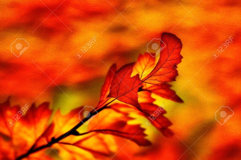 Foto de hojas de otoño en un árbol. Estilizado como foto ganada analógica. Otoño de oro. Fondo rojo, amarillo, naranja brillante.