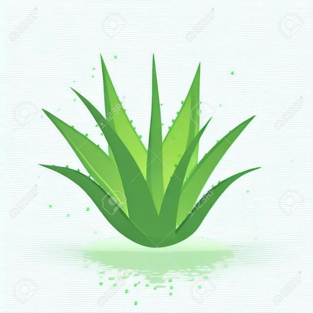 Aloe vera com gotas frescas de água. Ilustração vetorial isolada no fundo branco.