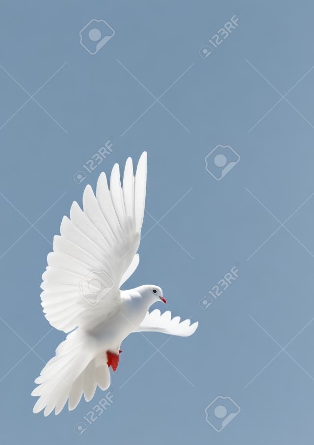 Una paloma blanca vuelo libre, aislada en un fondo negro