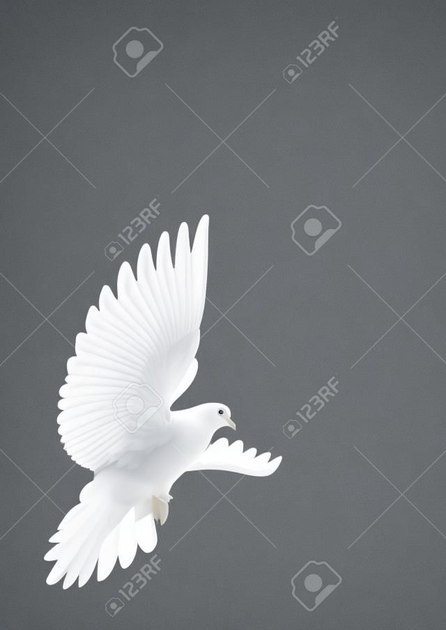 Una paloma blanca vuelo libre, aislada en un fondo negro