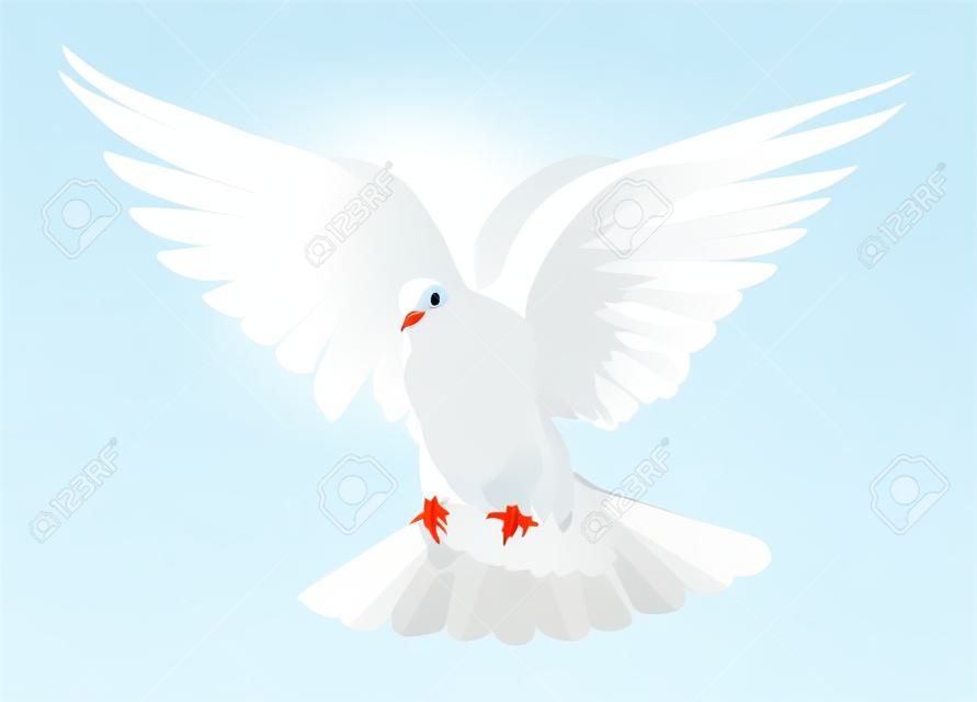 A free flying white dove isolated on a white background