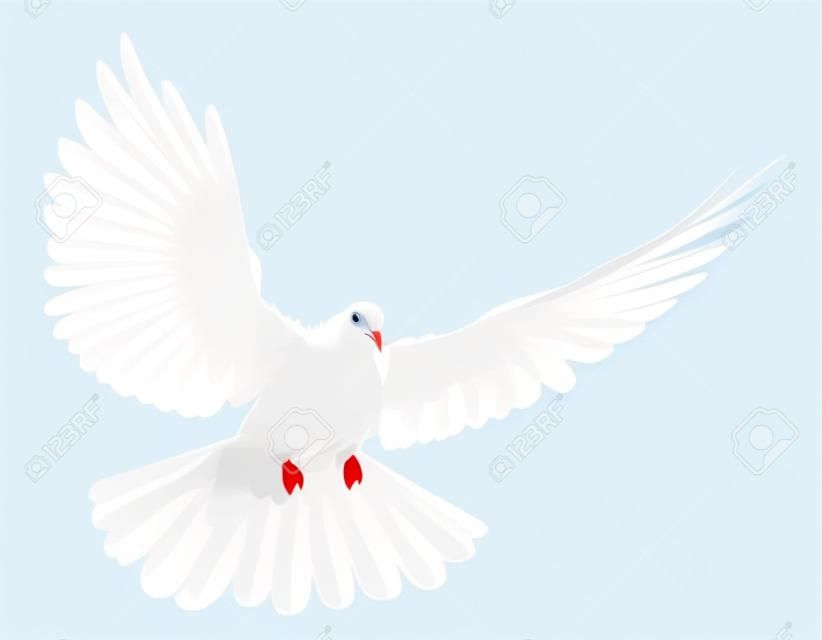 Una Paloma Blanca vuelo libre, aislada en un fondo blanco