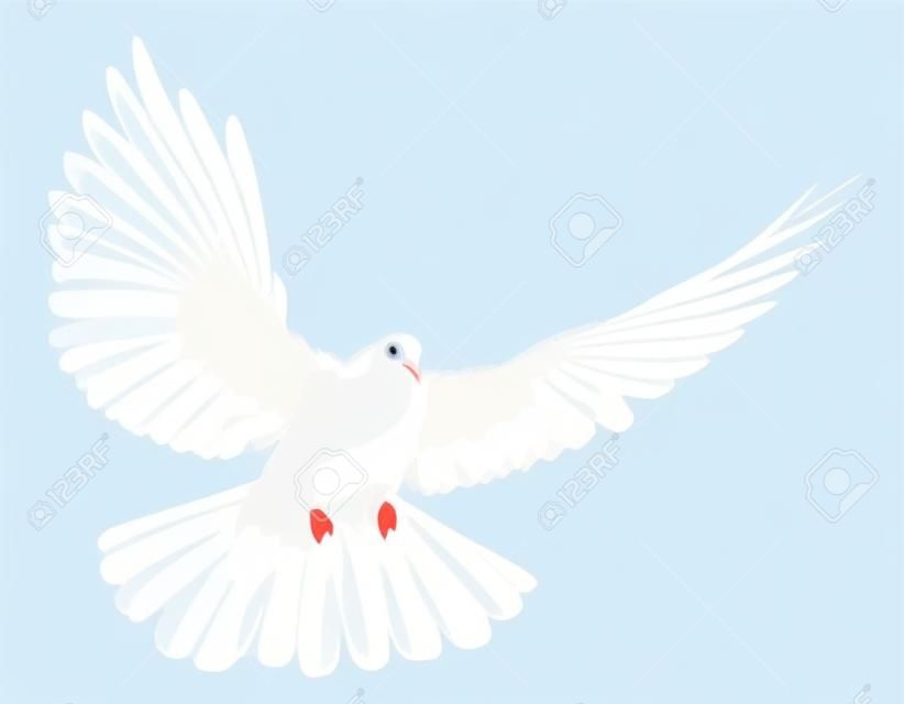 Una Paloma Blanca vuelo libre, aislada en un fondo blanco