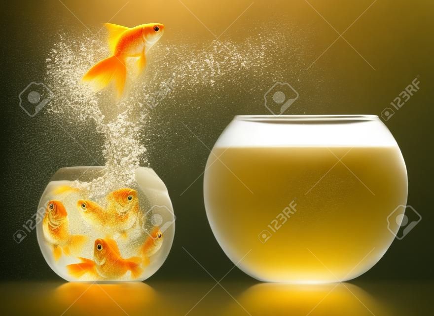 A goldfish jumping out of the water to escape to freedom  White background 