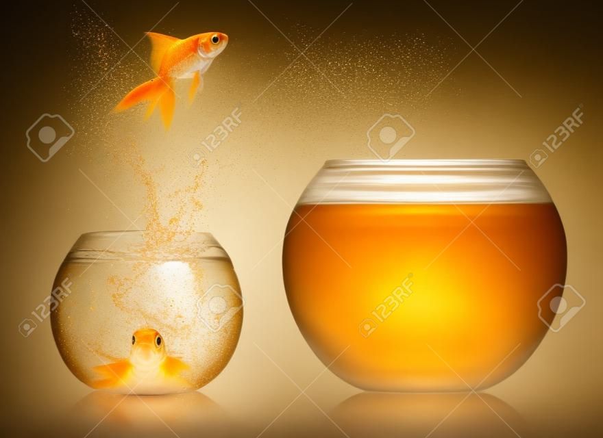 A goldfish jumping out of the water to escape to freedom  White background 