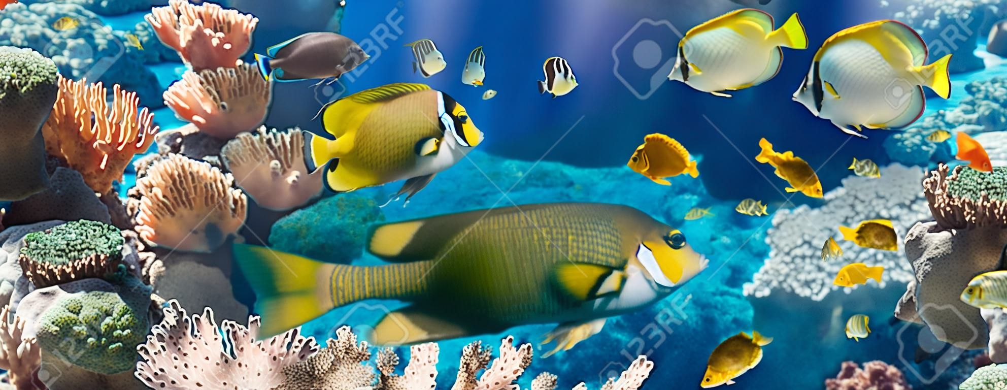Coral e peixes no Mar Vermelho Egito