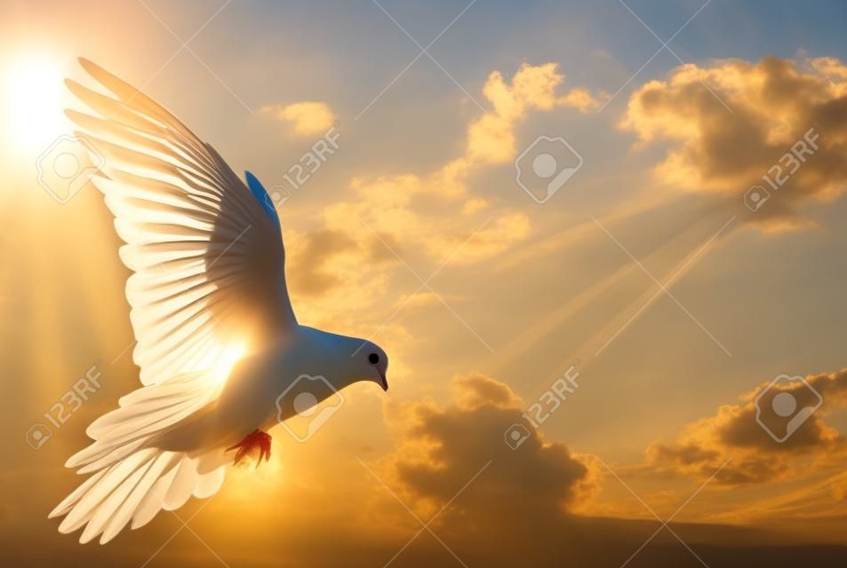 Dove w powietrzu ze skrzydeł szeroko otwarte w przednie słońca