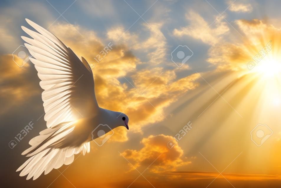 鴿子在空中翅膀，前面的太陽敞開