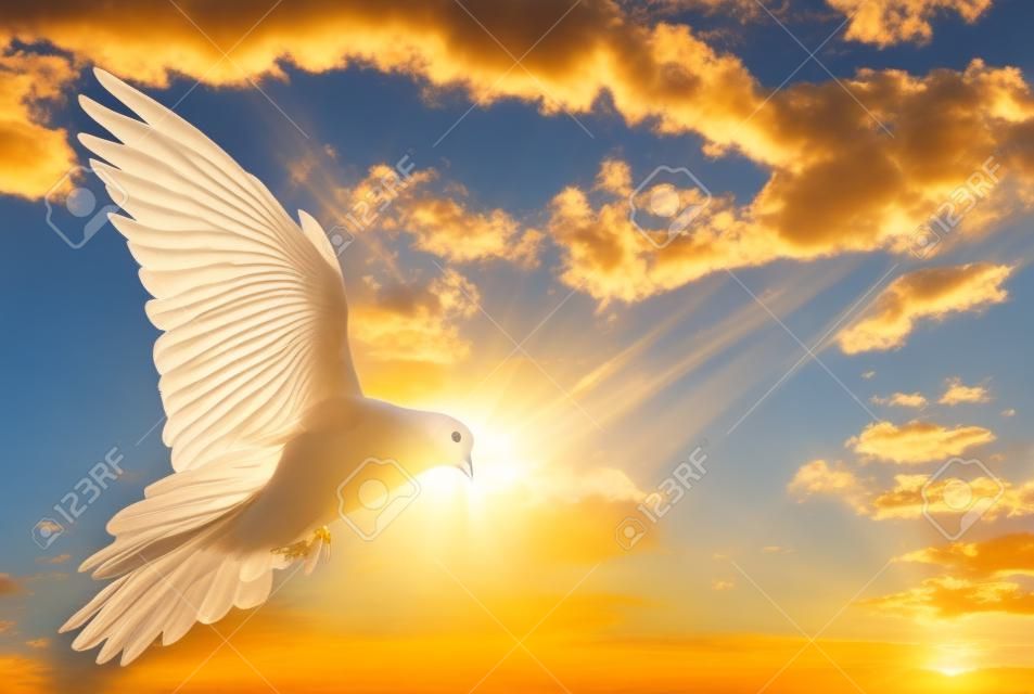 Голубь в воздухе с крыльями широко открыты в-перед солнцем