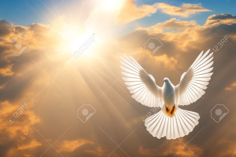 Paloma en el aire con las alas abiertas de ancho en frente del sol