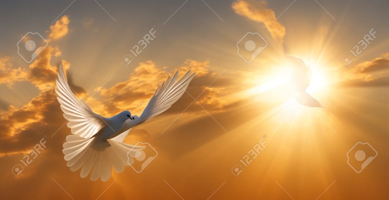 鴿子在空中翅膀，前面的太陽敞開