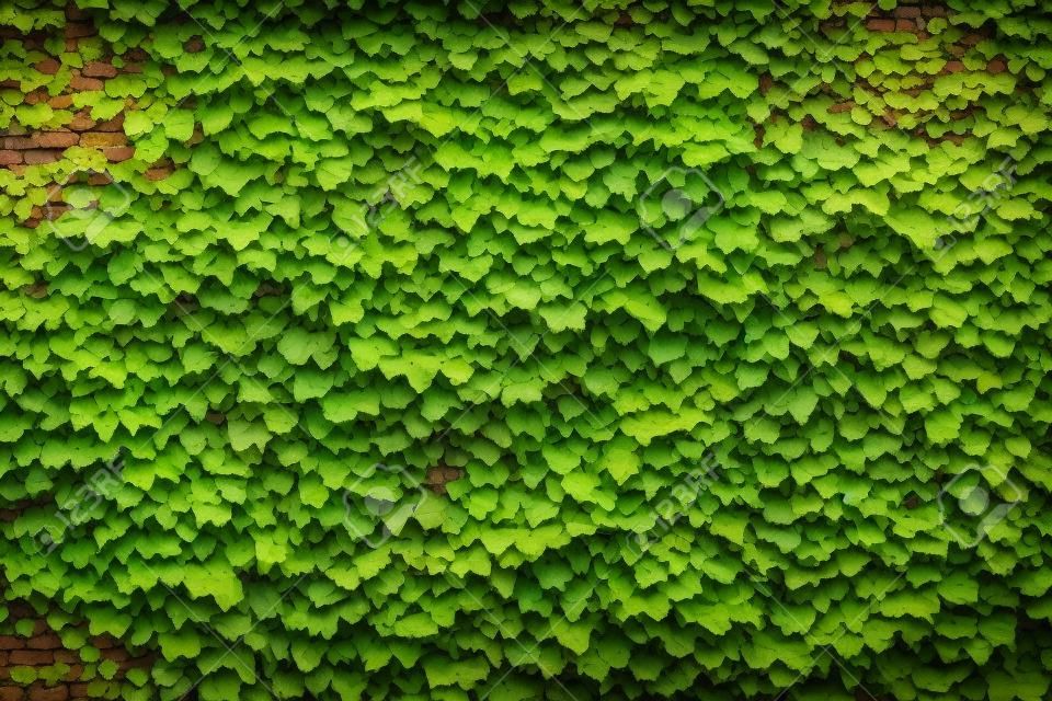 Backsteinmauer wird mit grünen Traubenblättern bedeckt