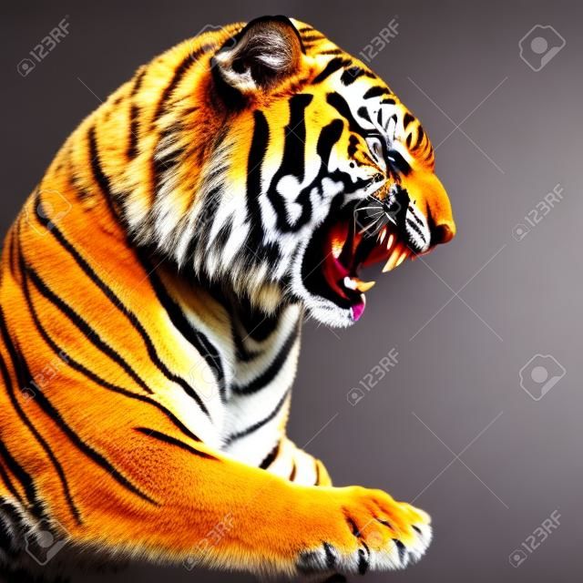 Close Up Portraits of roaring Bengal Tiger. Digital artwork Stock  Illustration