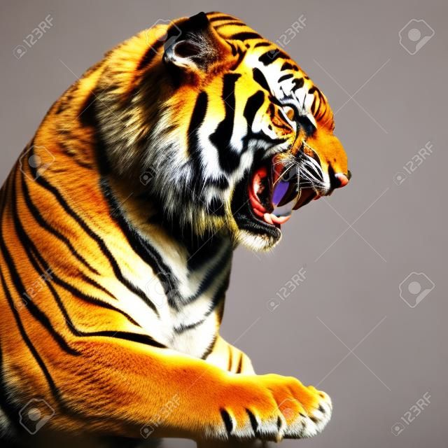 Close Up Portraits of roaring Bengal Tiger. Digital artwork Stock  Illustration