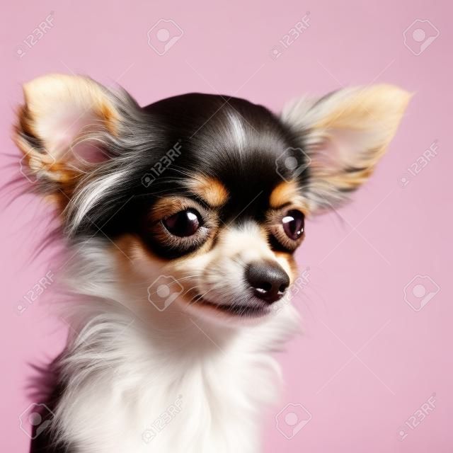 close-up on a long haired chihuahua in front of white background