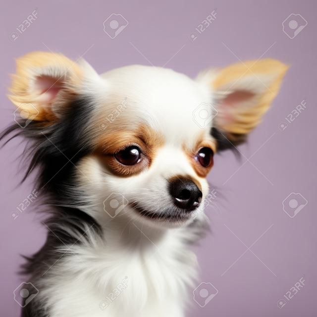 close-up on a long haired chihuahua in front of white background
