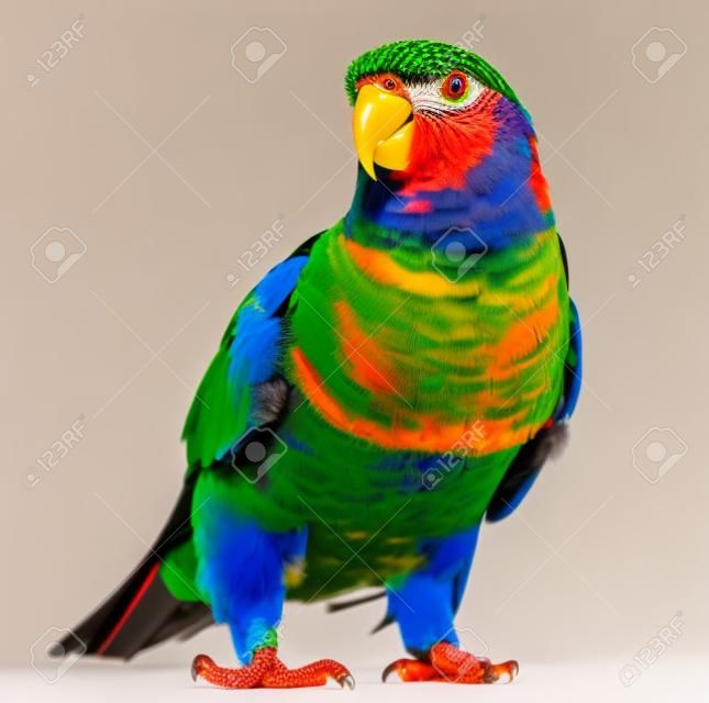 Rainbow Lorikeet, Trichoglossus haematodus, 3 years old, standing in front of white background