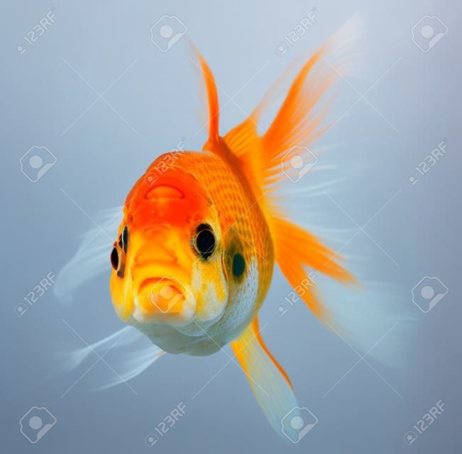 Lionhead goldfish, Carassius auratus, in front of white background