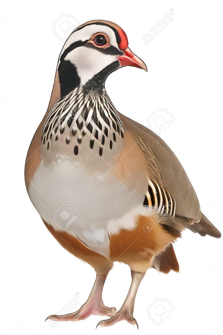 Red-legged Partridge lub francuski Partridge Alectoris rufa, ptak gra z rodziny baÅ¼antÃ³w, stoi przed biaÅ‚ym tle