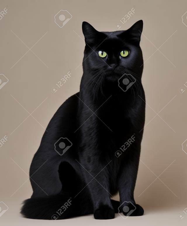 Czarny kot siedzi i spojrzenie na aparat fotograficzny, samodzielnie na białym tle
