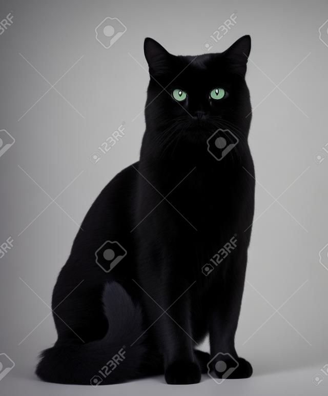 Czarny kot siedzi i spojrzenie na aparat fotograficzny, samodzielnie na białym tle