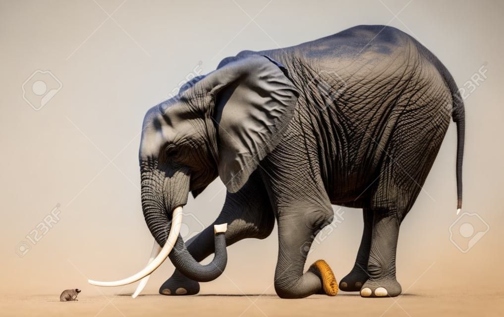 Éléphant d'Afrique à genoux devant une souris, isolé sur blanc