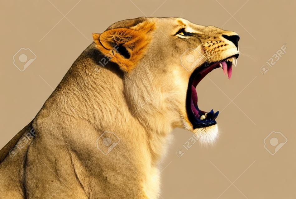 Крупным планом львицы рыкающий профиль, Panthera Leo, 10 лет, изолированные на белом
