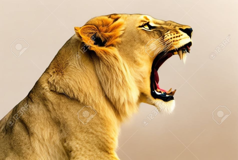 Крупным планом львицы рыкающий профиль, Panthera Leo, 10 лет, изолированные на белом