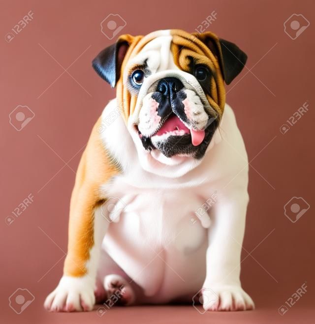 Engels Bulldog puppy (4 maanden oud)