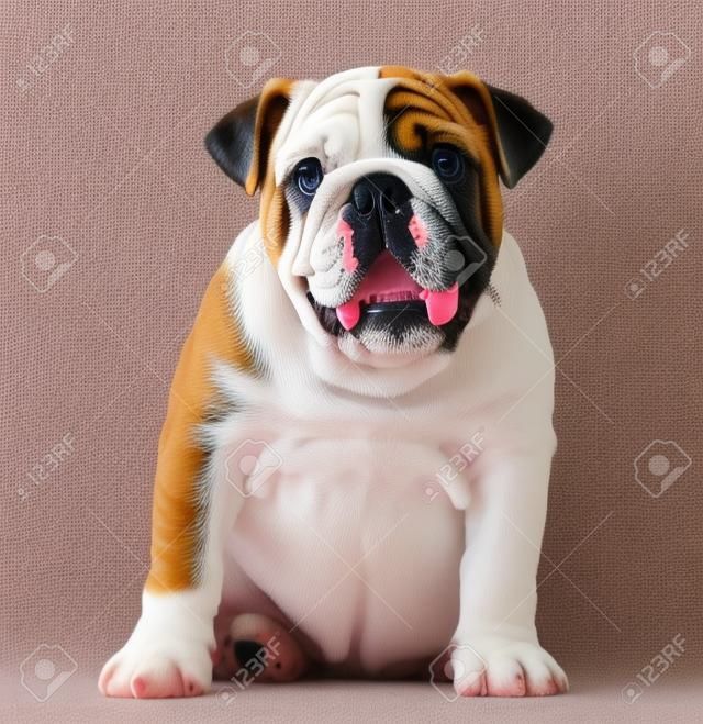 Englisch Bulldogge Welpen (4 Monate alt)