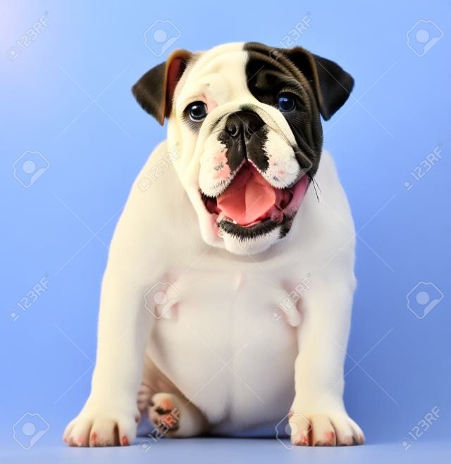 English Bulldog puppy (4 mois)