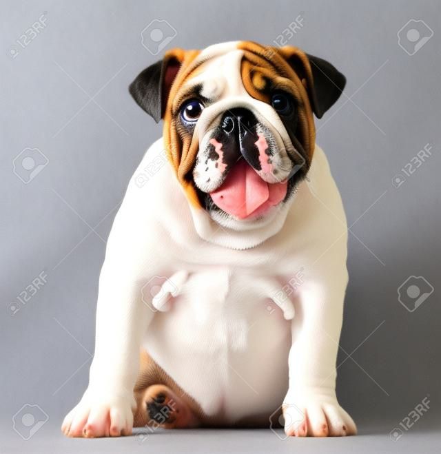Englisch Bulldogge Welpen (4 Monate alt)