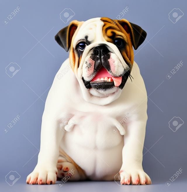 Engels Bulldog puppy (4 maanden oud)