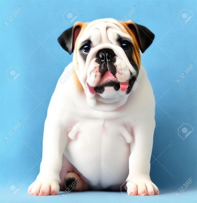 English Bulldog puppy (4 mois)