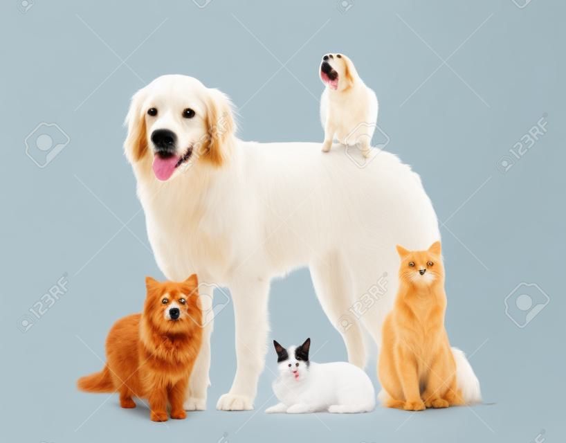 Groep huisdieren geïsoleerd op wit