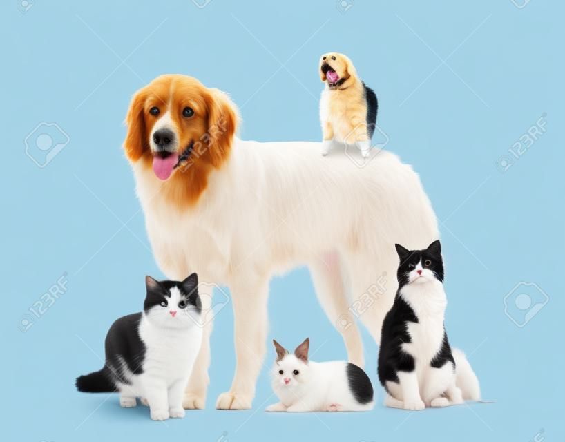 Groep huisdieren geïsoleerd op wit