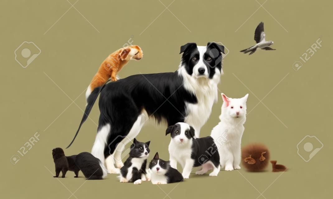 Grupa zwierząt domowych pozujących wokół border collie; pies, kot, fretka, królik, ptak, ryba, gryzoń