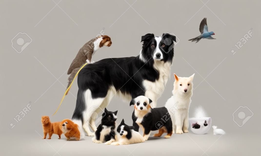 Group of pets posing around a border collie; dog, cat, ferret, rabbit, bird, fish, rodent