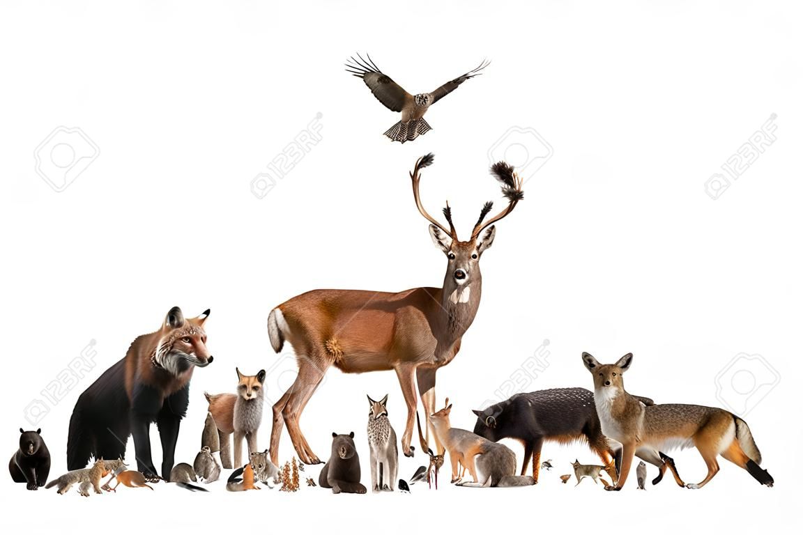 Large group of many european animals, fauna, bear, lynx, red deer, red fox, bird, rodent, isolated