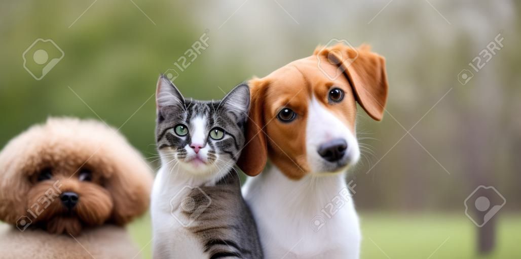 Cat and dog together looking at the camera Isolated on grey