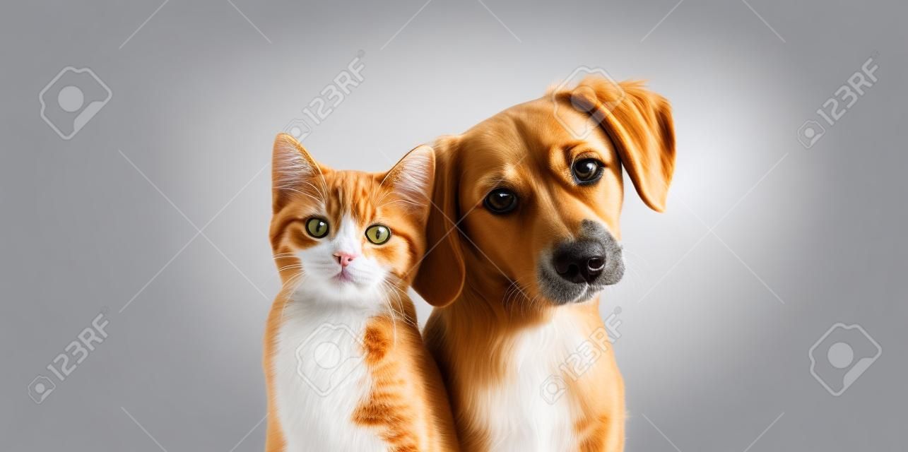 Kat en hond samen kijkend naar de camera geïsoleerd op grijs